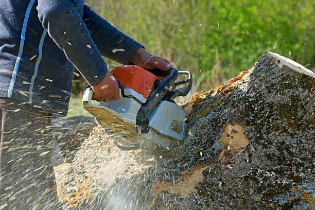 Trusted Neillsville, WI Tree Service Experts